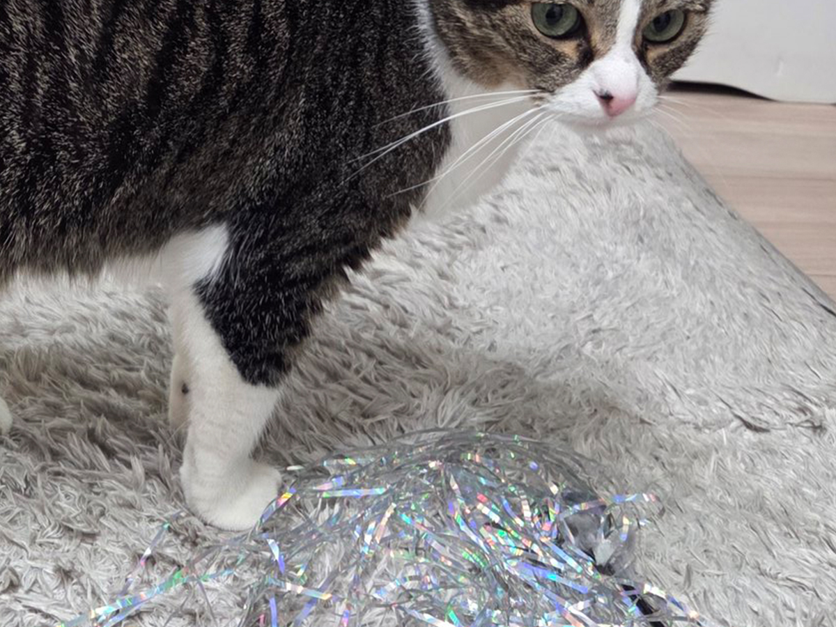猫の写真
