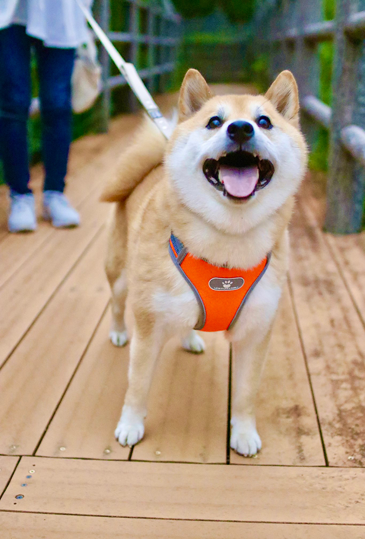 柴犬のふう太くん