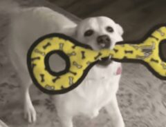 白い犬の写真
