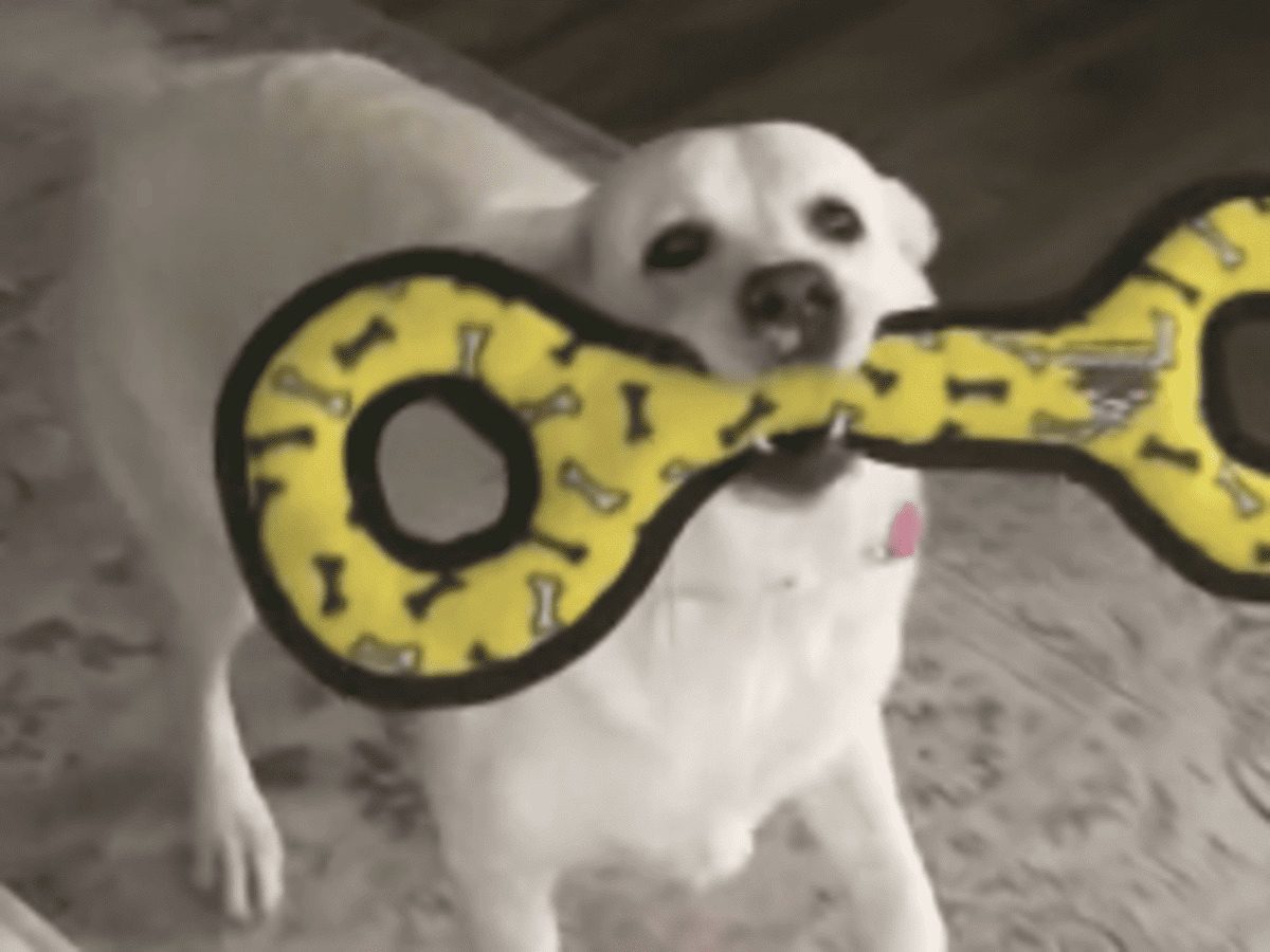白い犬の写真