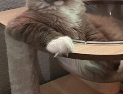 猫の写真