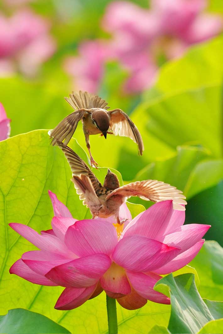ハスの花の上で戦うスズメたち