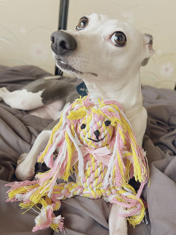 ぬいぐるみで遊ぶ犬の写真