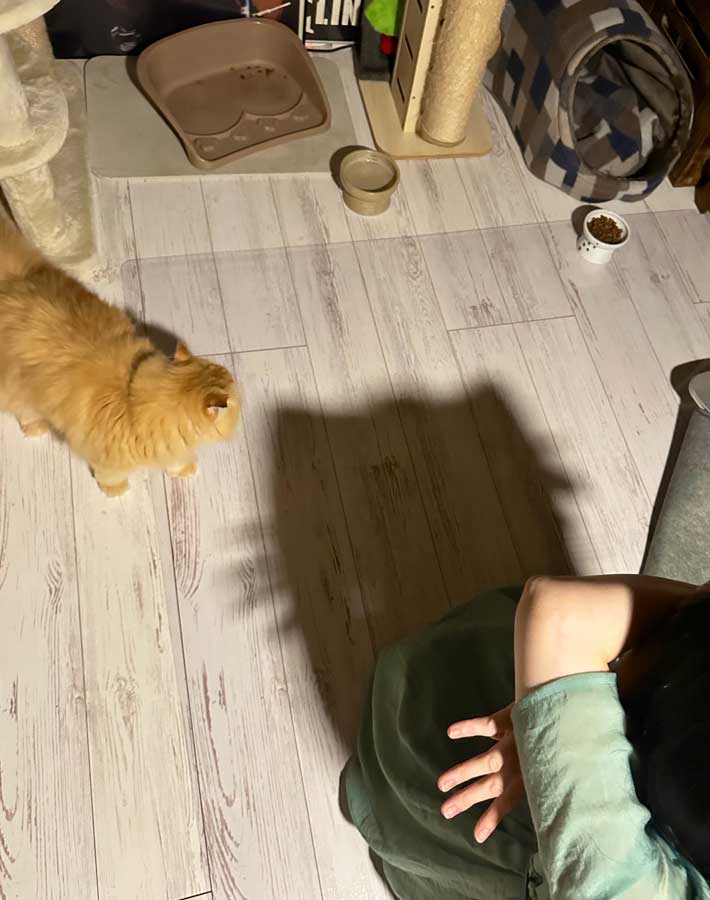 猫と妻
