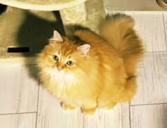 猫の写真