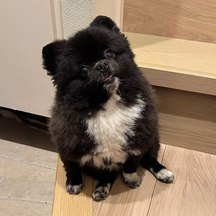 犬の写真