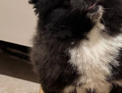 犬の写真