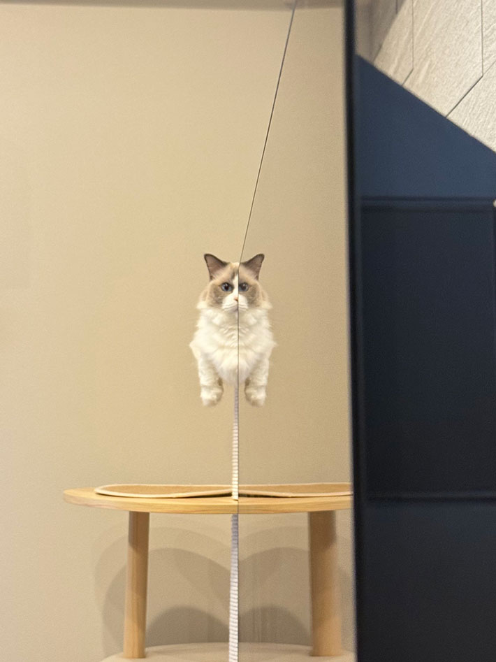 猫の写真
