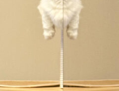 猫の写真