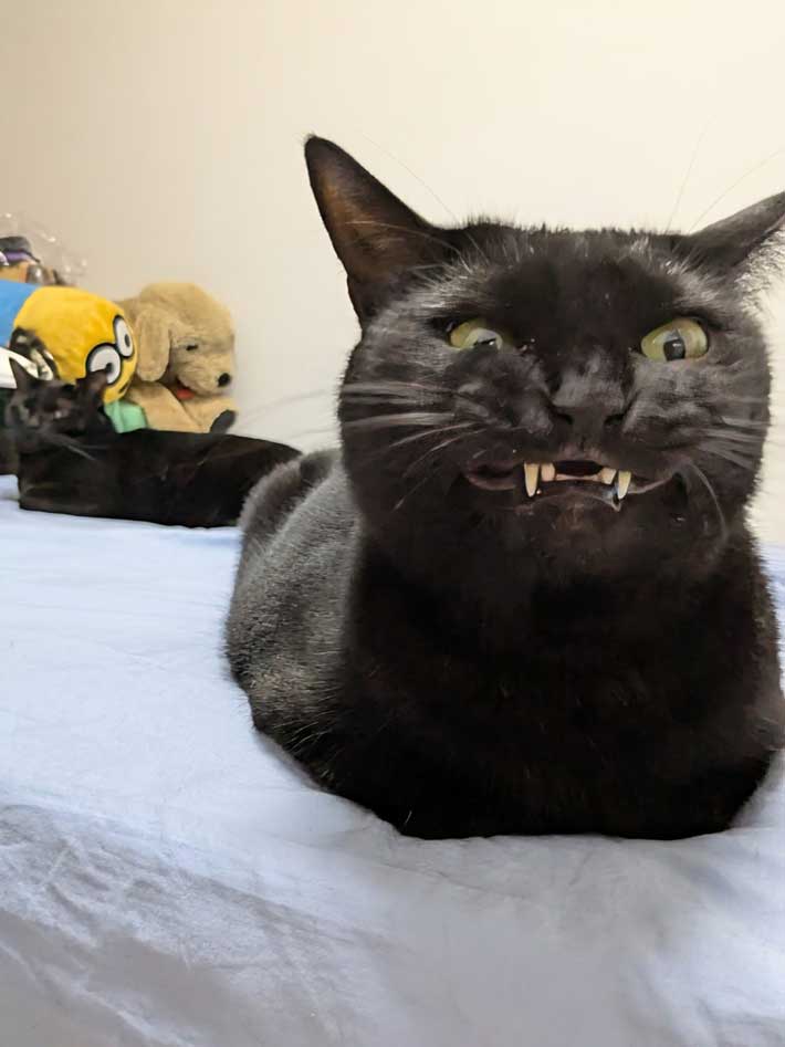 牙を見せる猫