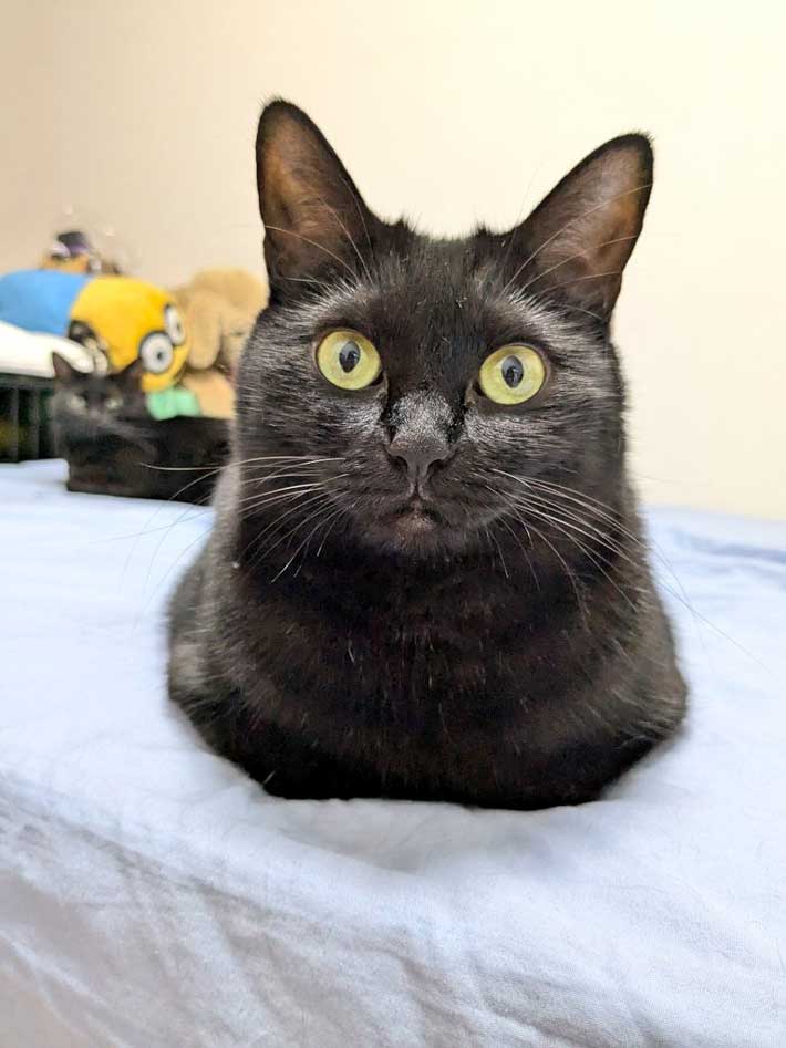 澄まし顔の猫