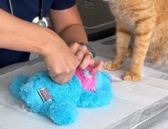 ぬいぐるみを縫合する看護師と猫の写真