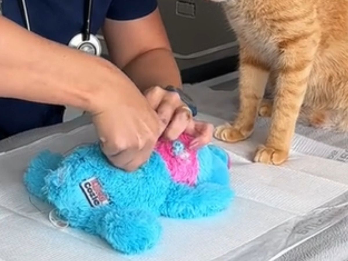 ぬいぐるみを縫合する看護師と猫の写真