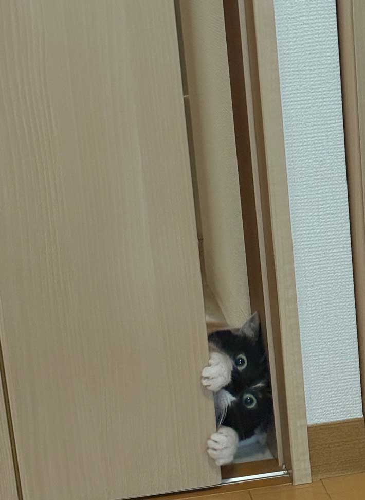 ドアの隙間から顔を出す猫