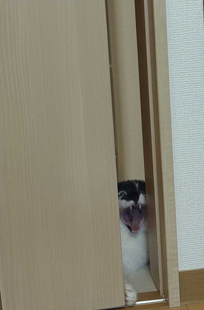 ドアの隙間から顔を出す猫