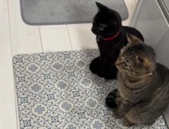 lulu.roa1114さんの投稿動画