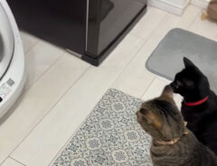 猫とトイレ