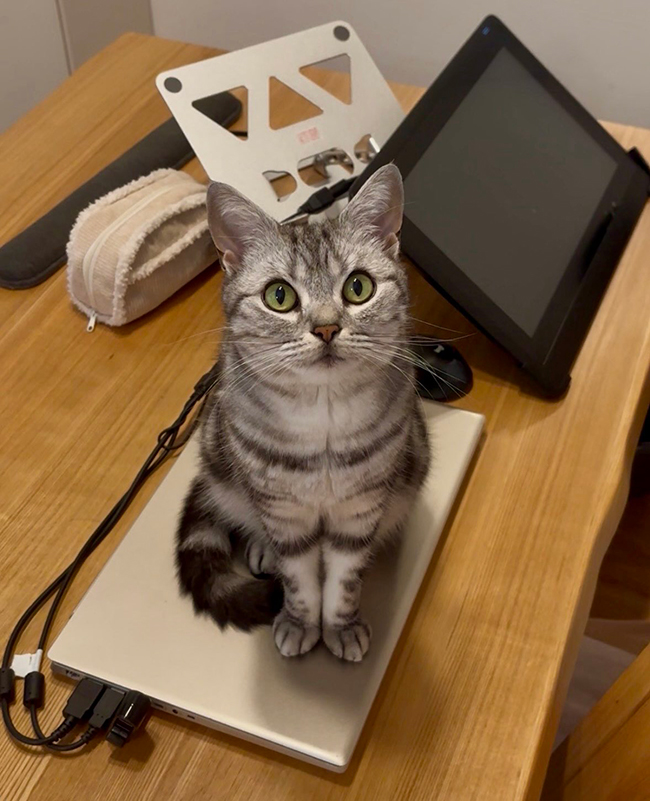 猫