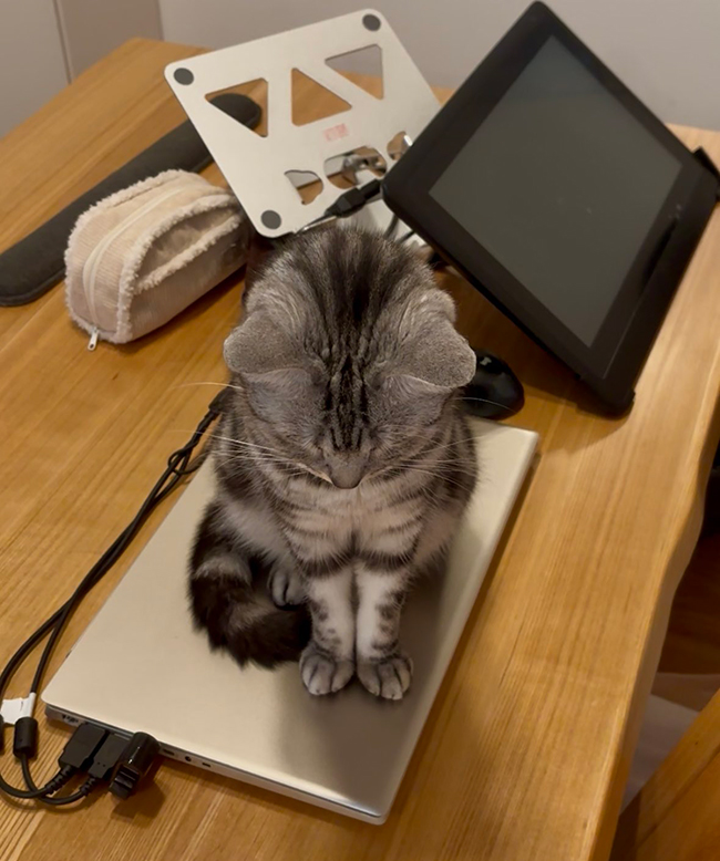 猫