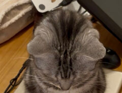 猫