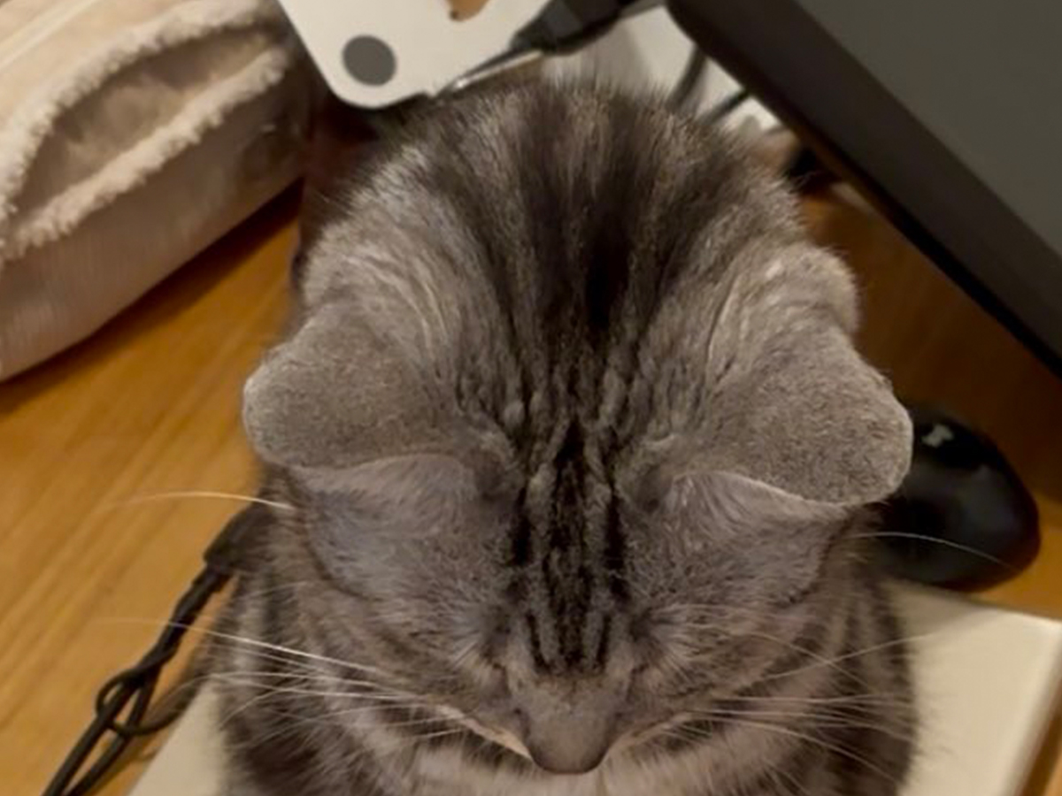 猫