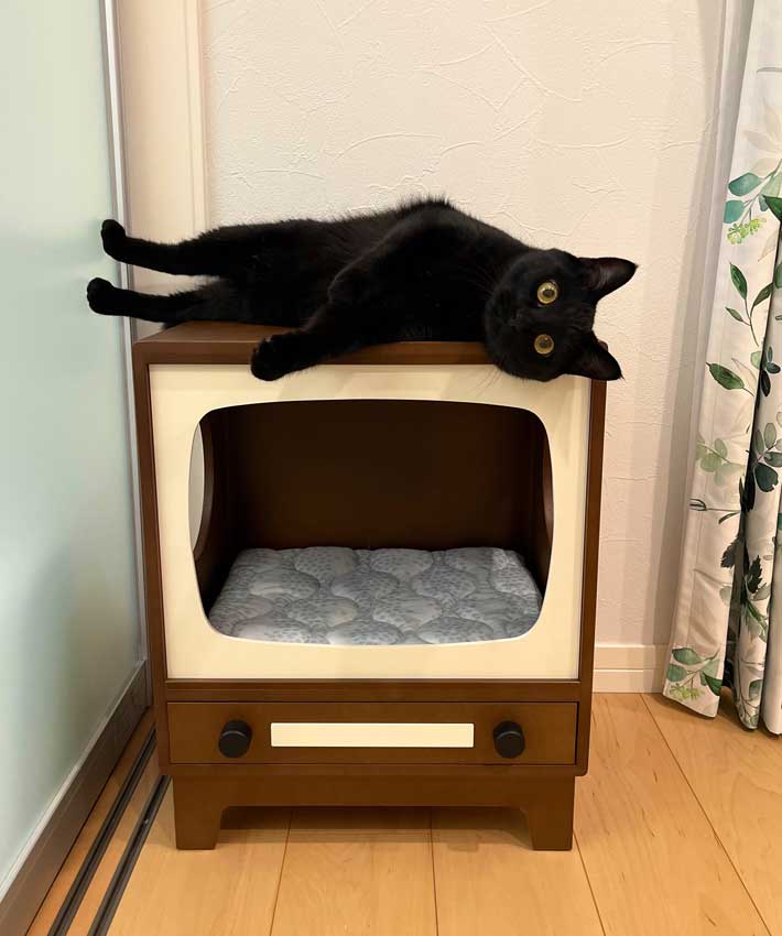 猫の写真