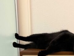 猫の写真