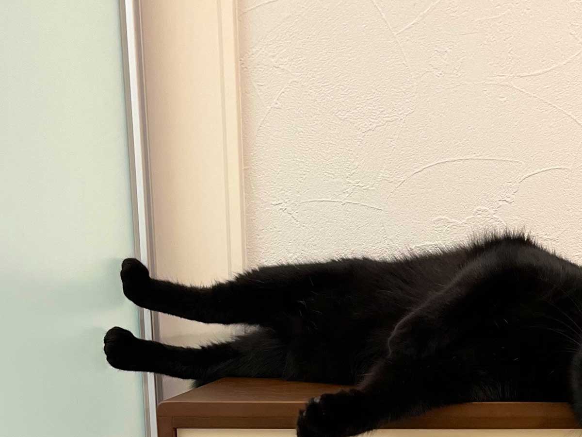 猫の写真