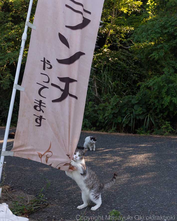 猫