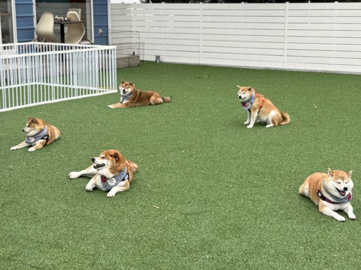 柴犬