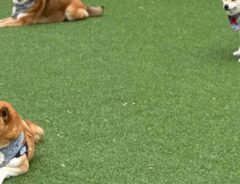 柴犬