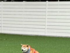柴犬