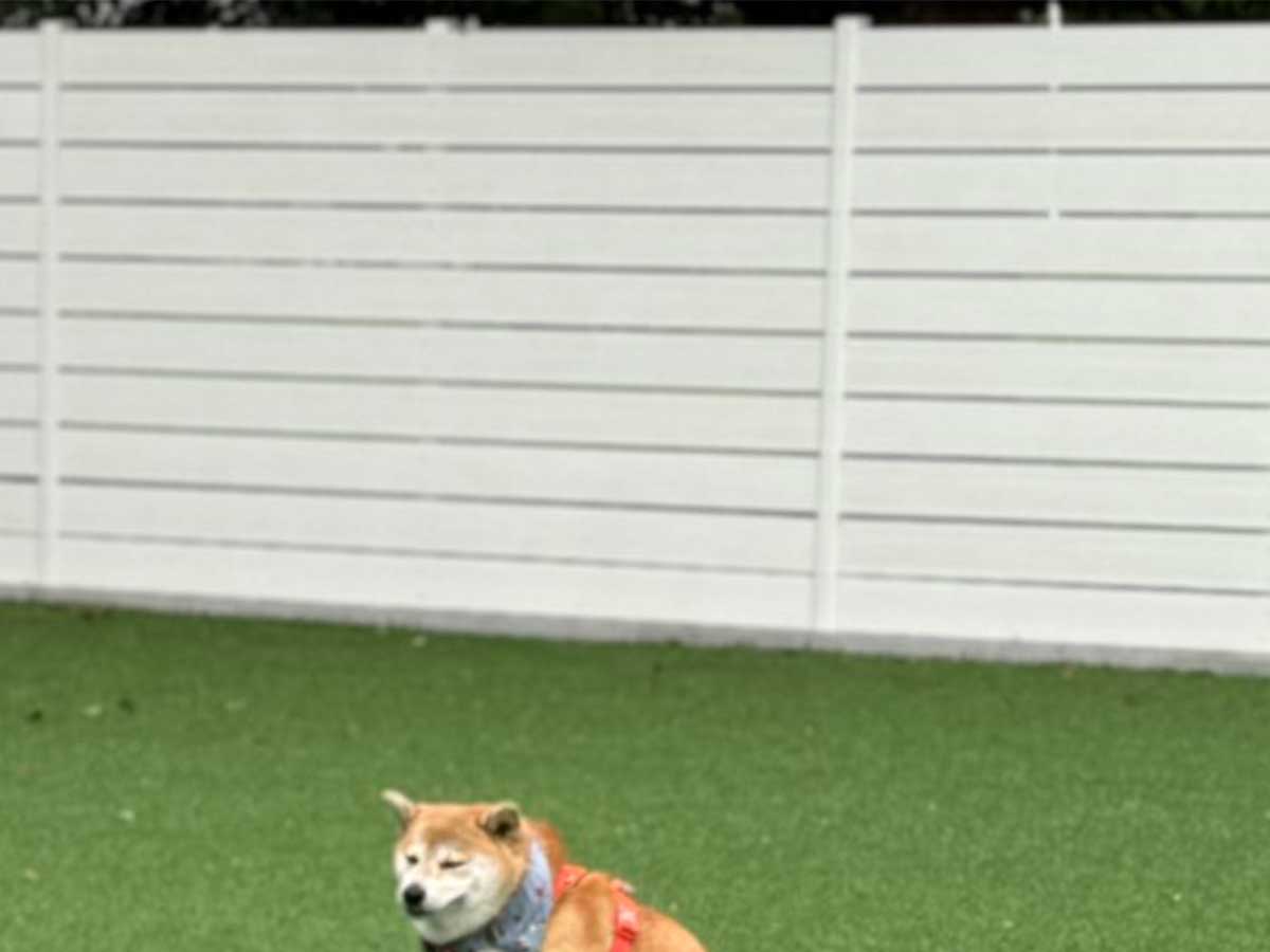 柴犬