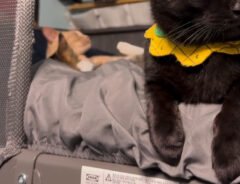猫の写真