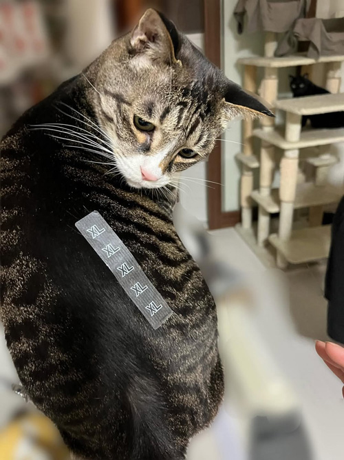 猫の写真