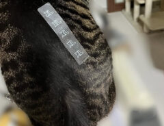 猫の写真