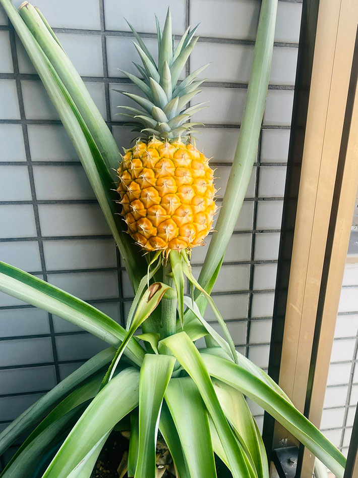 パイナップルの写真