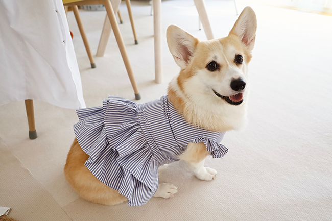 コーギー