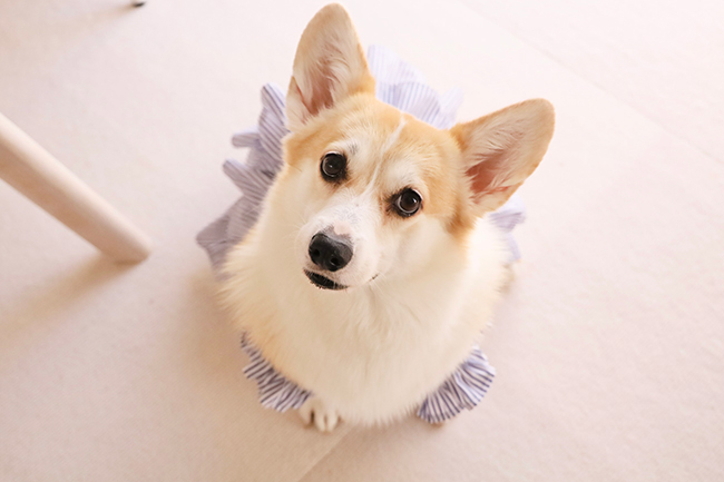 コーギー