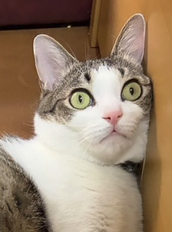 猫の写真