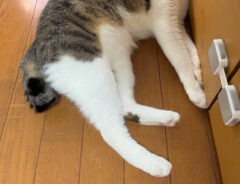 猫の写真