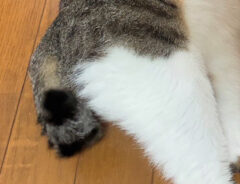 猫の写真