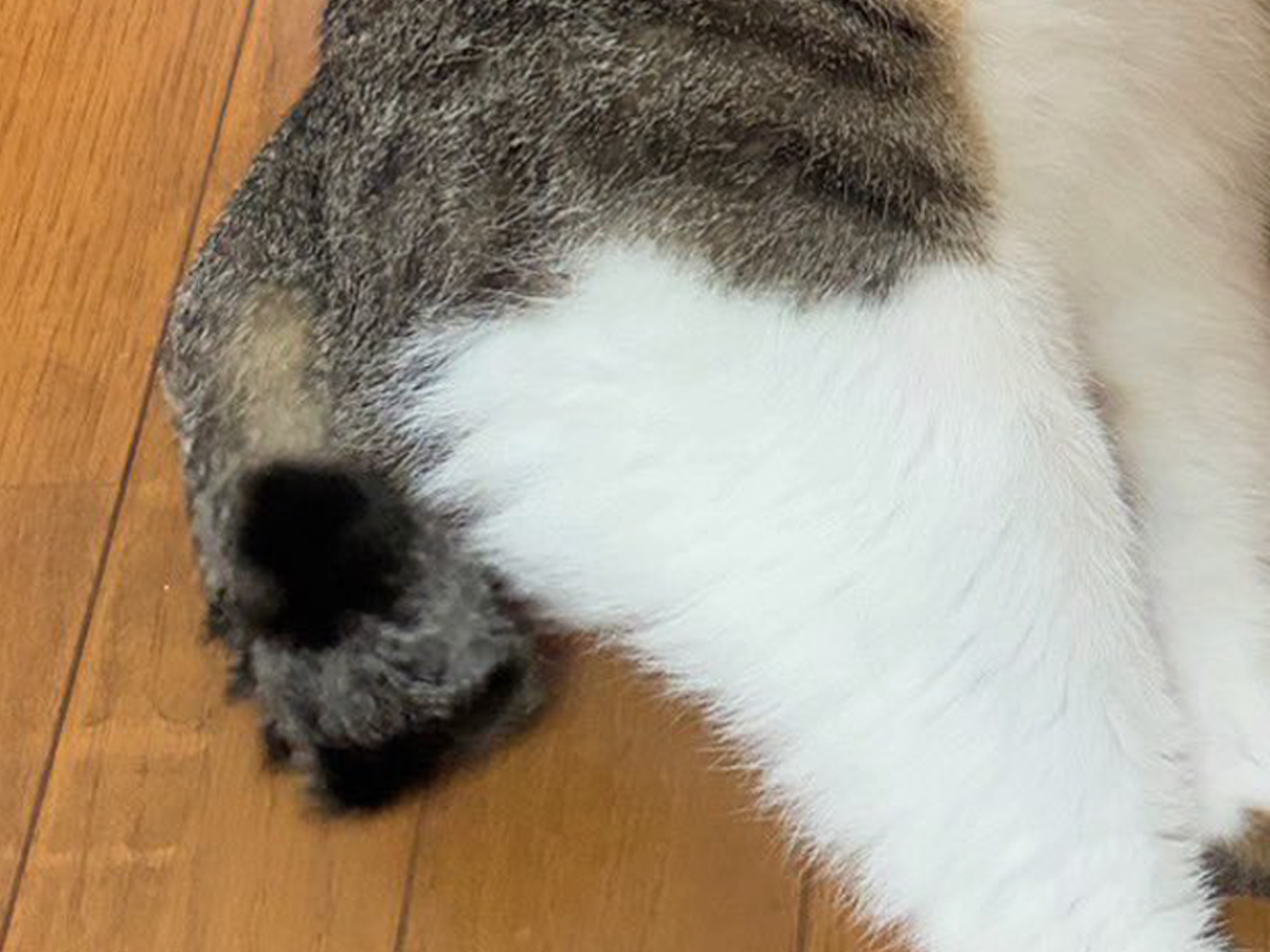 猫の写真
