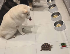 柴犬とカメ