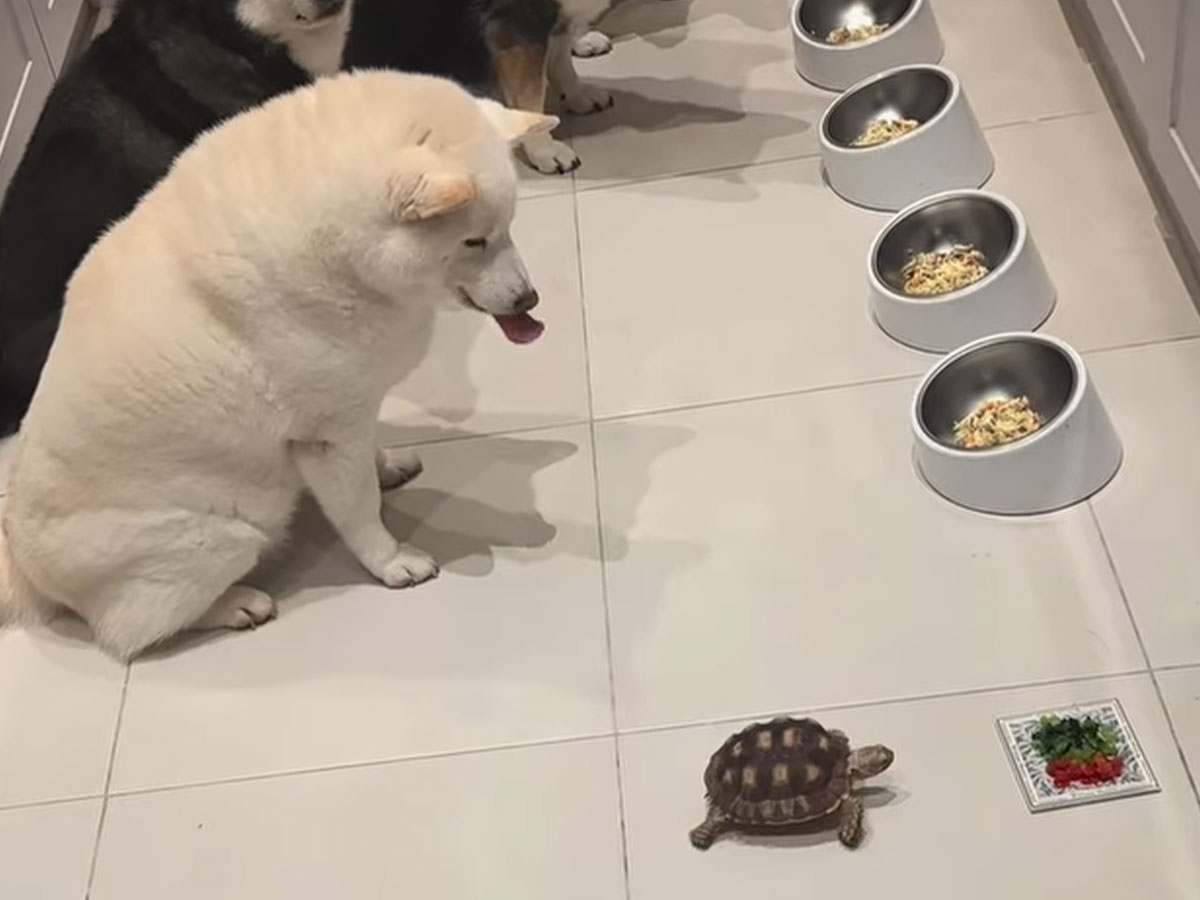 柴犬とカメ