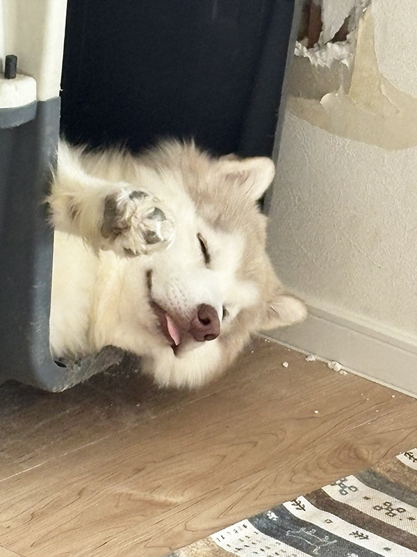 シベリアンハスキーの写真