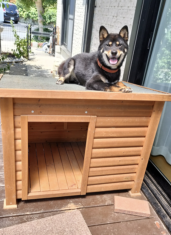 犬小屋と柴犬の写真