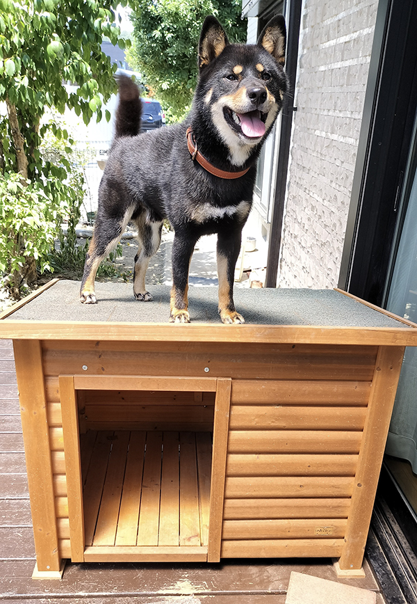 犬小屋と柴犬の写真