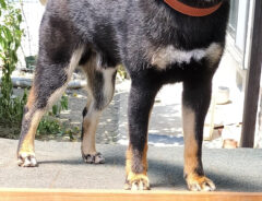 犬小屋と柴犬の写真