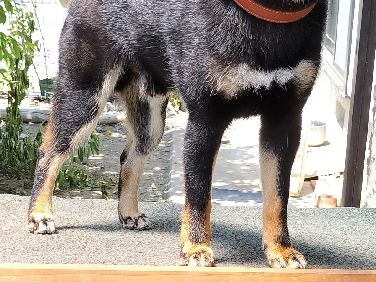 犬小屋と柴犬の写真